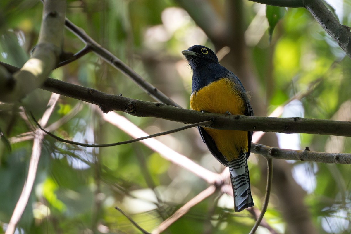 Gartered Trogon - ML627965965