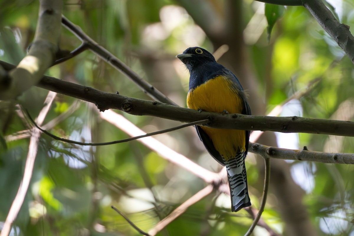 Gartered Trogon - ML627965966