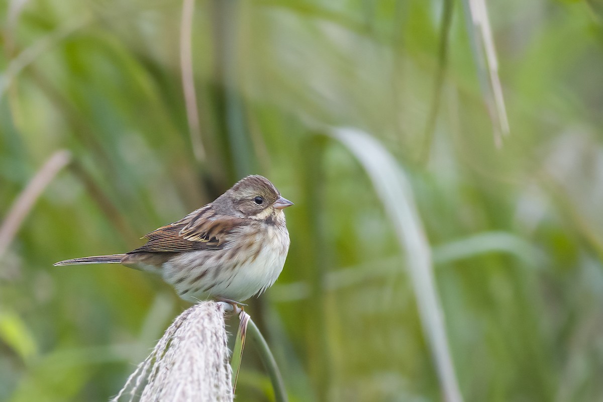 Black-faced Bunting - ML627966008