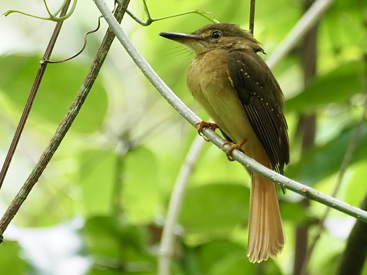 Tropical Royal Flycatcher - ML627966040