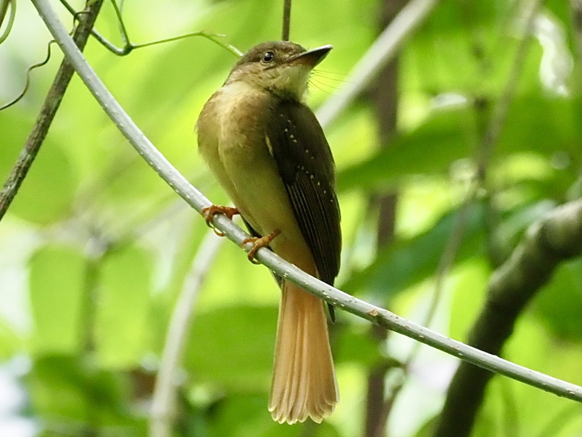 Tropical Royal Flycatcher - ML627966041