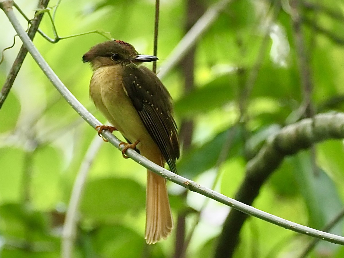 Tropical Royal Flycatcher - ML627966042