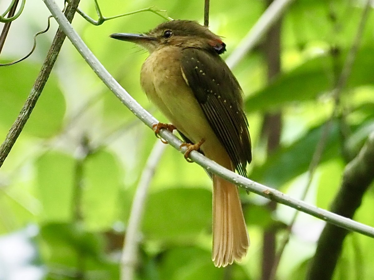 Tropical Royal Flycatcher - ML627966043