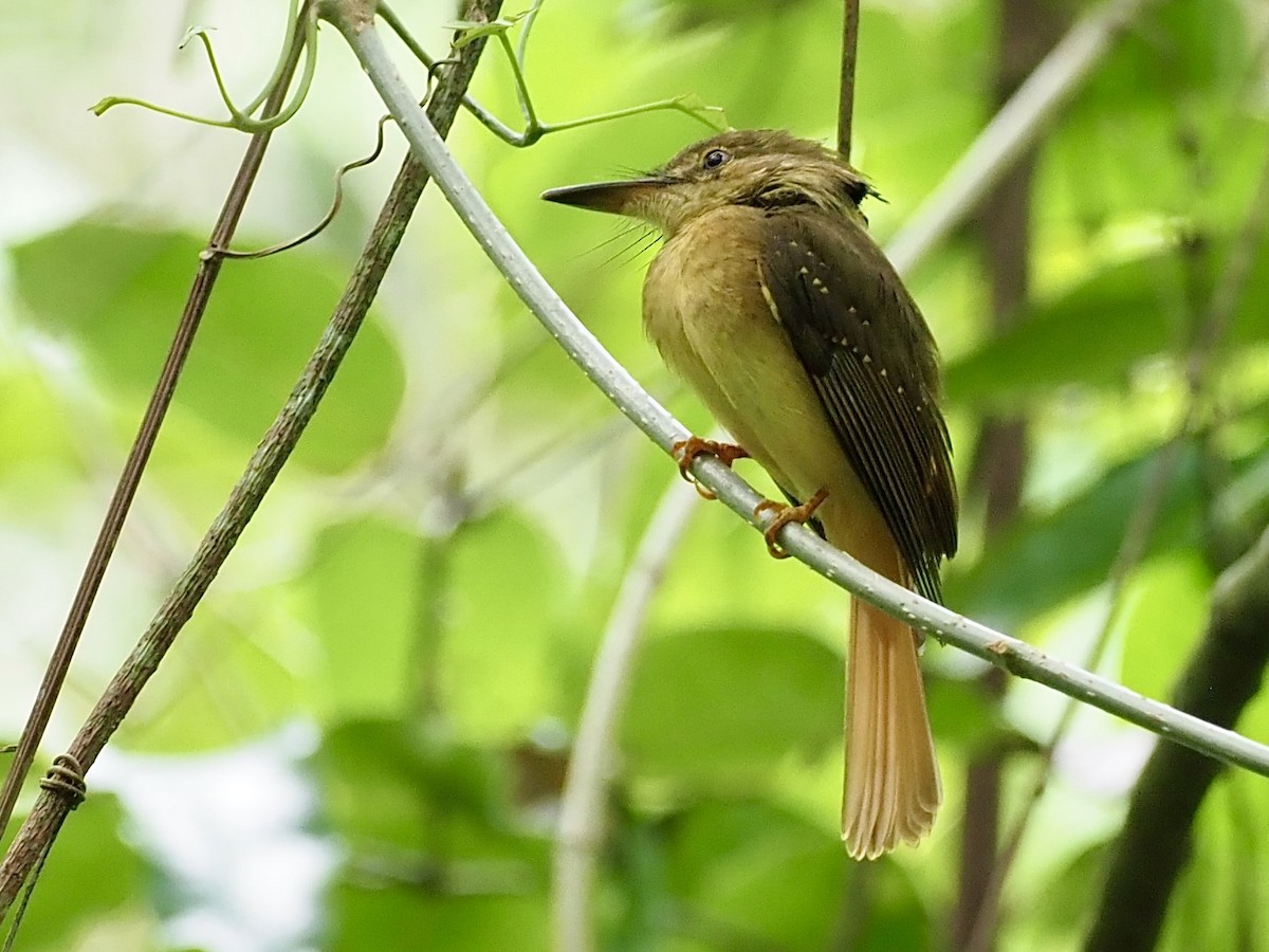 Tropical Royal Flycatcher - ML627966044