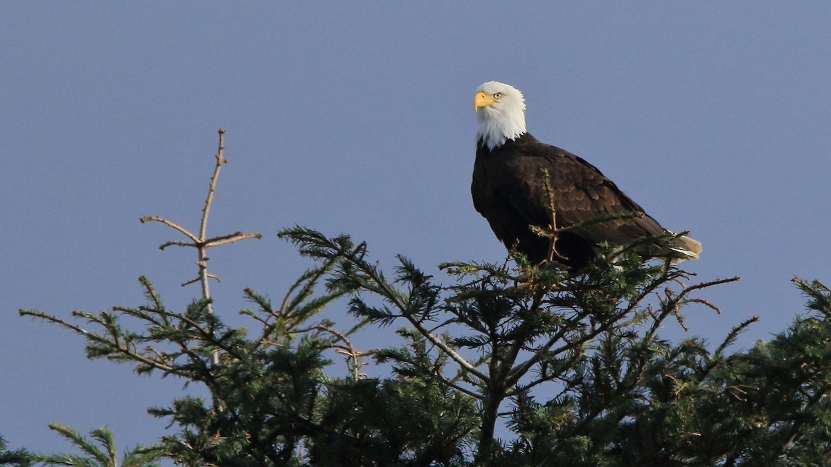 Bald Eagle - ML627966348