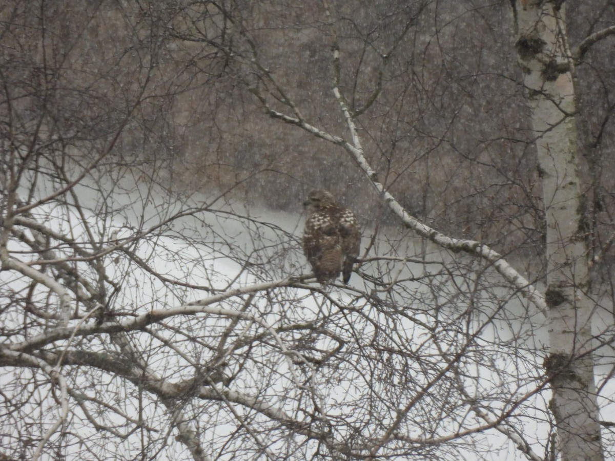 Red-tailed Hawk - ML627966390