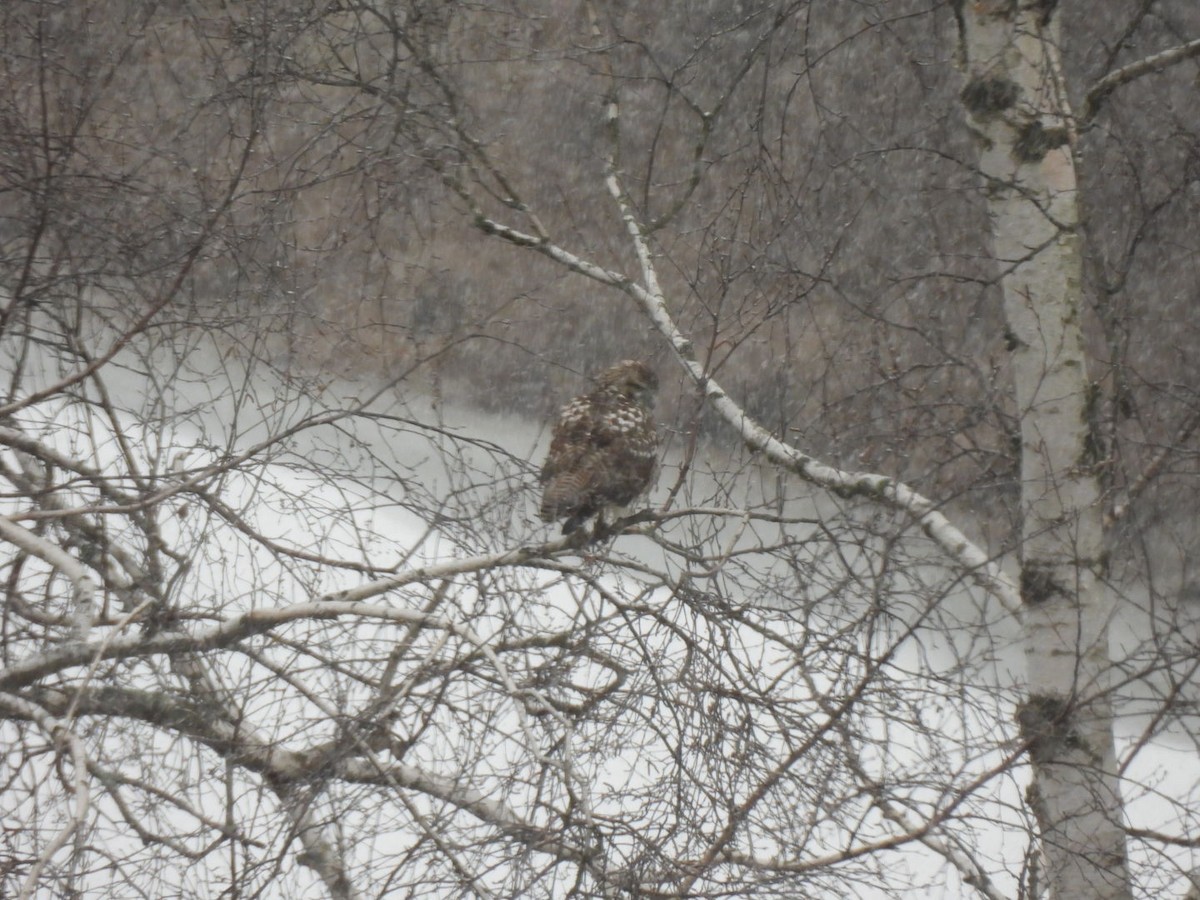 Red-tailed Hawk - ML627966391