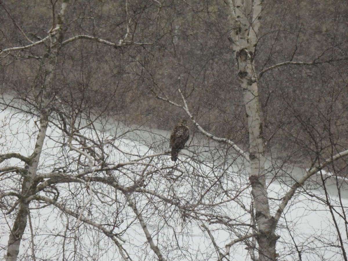 Red-tailed Hawk - ML627966392