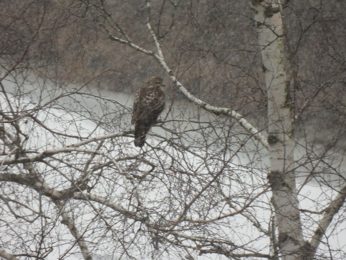 Red-tailed Hawk - ML627966393