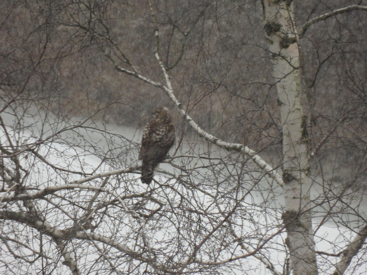 Red-tailed Hawk - ML627966394