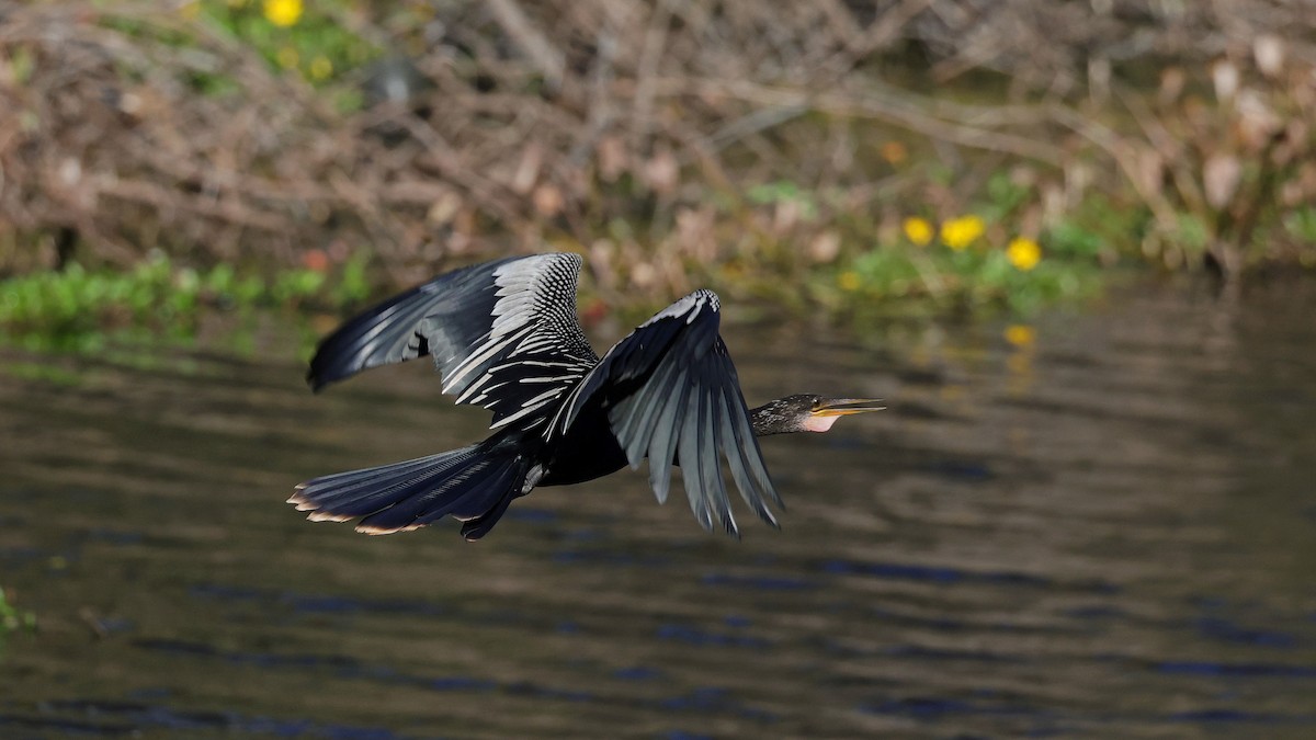 Anhinga - ML627966584
