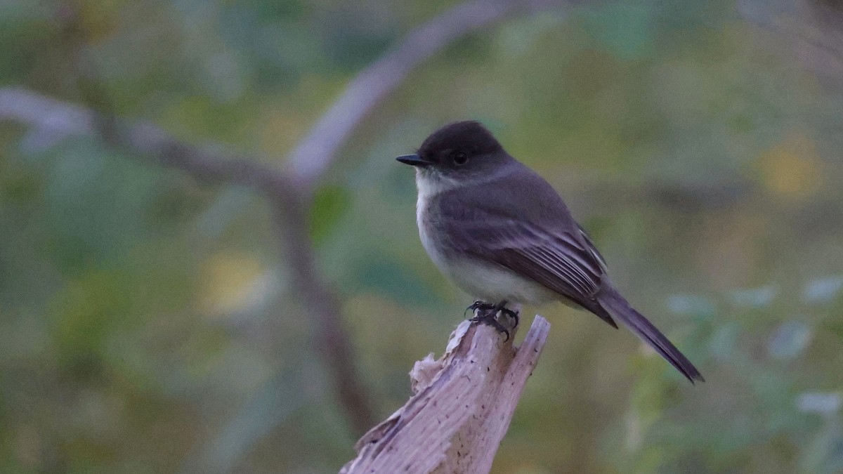 Eastern Phoebe - ML627966602