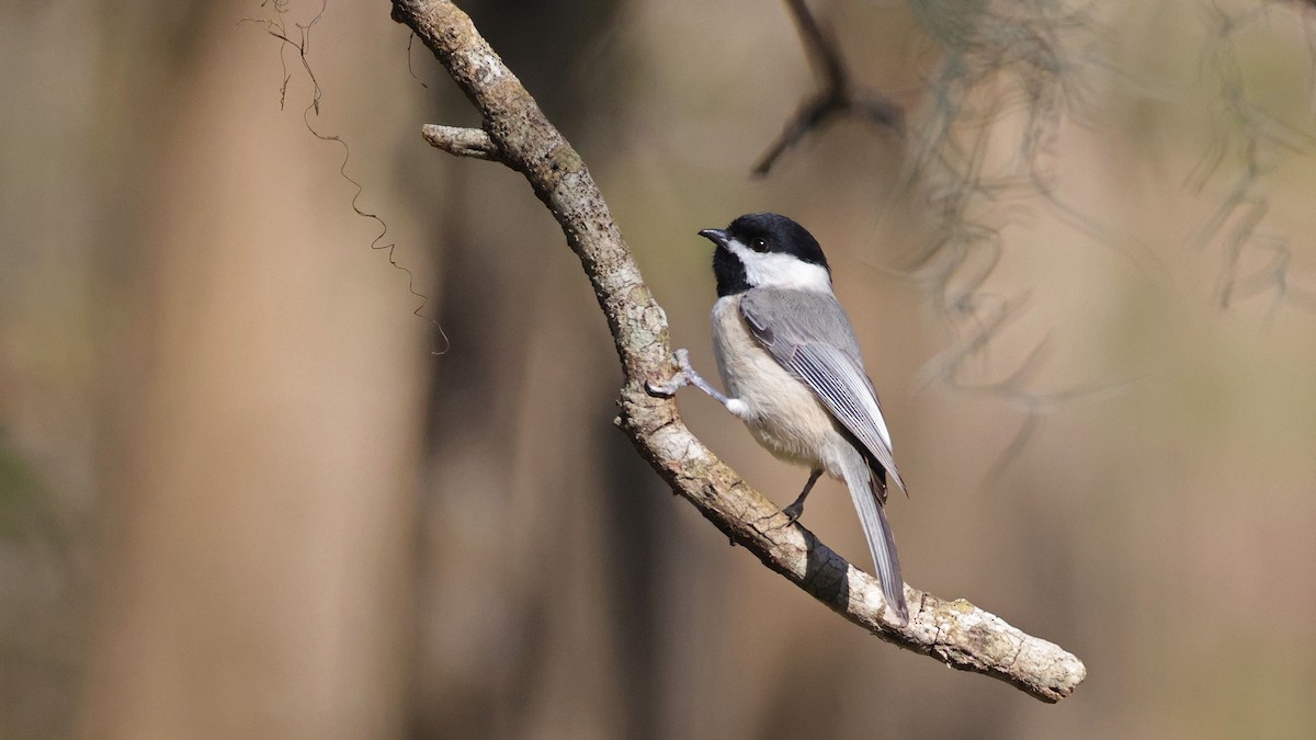 Carolina Chickadee - ML627966619