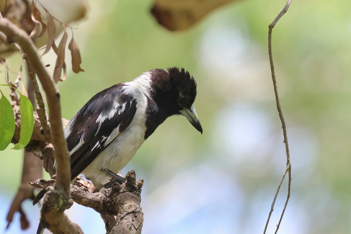 Pied Butcherbird - ML627966629