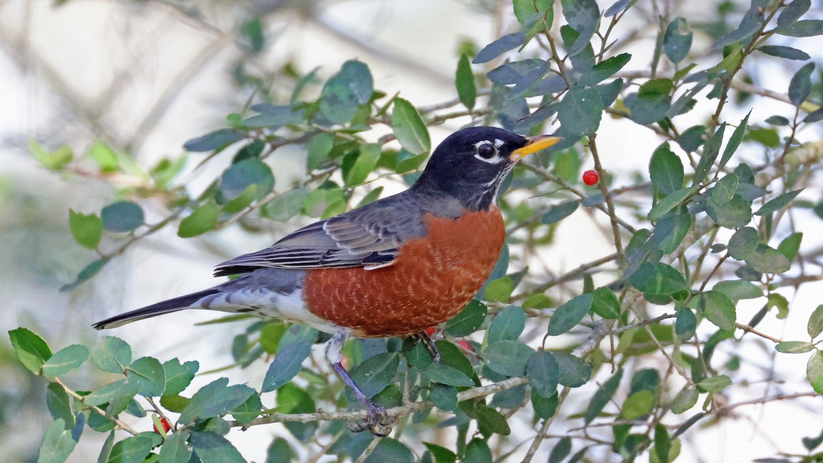 American Robin - ML627966632