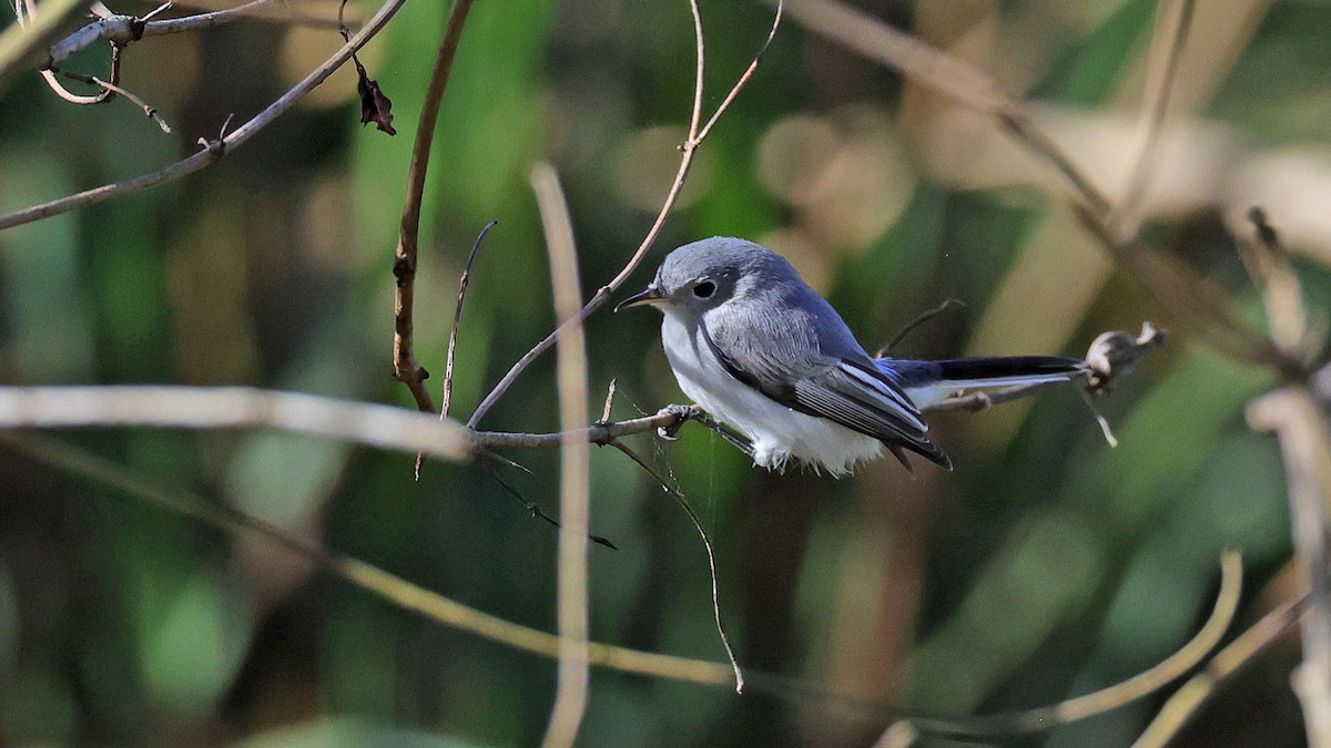 Blue-gray Gnatcatcher - ML627966638