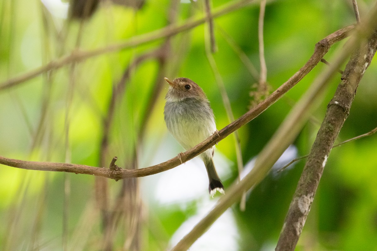Fork-tailed Pygmy-Tyrant - ML627966725