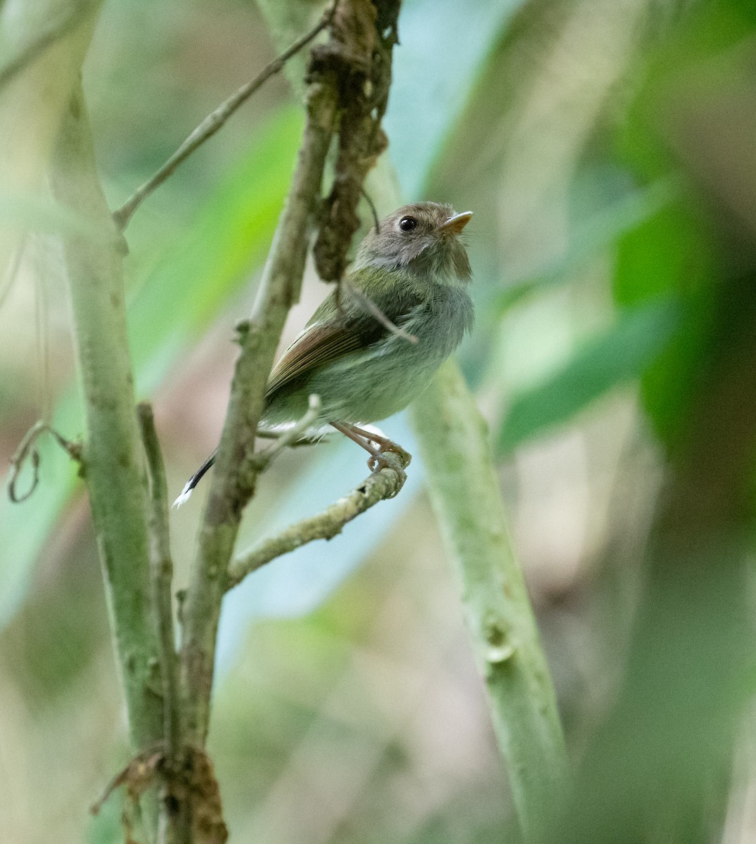 Fork-tailed Pygmy-Tyrant - ML627966726