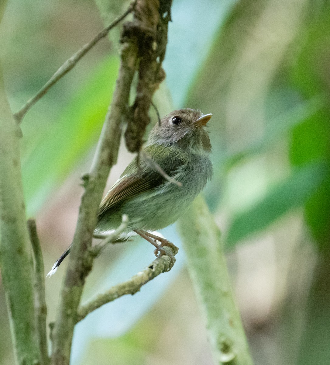 Fork-tailed Pygmy-Tyrant - ML627966727