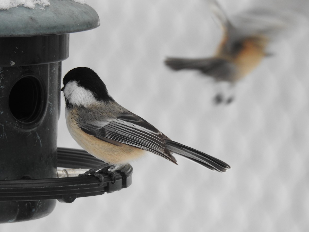 Black-capped Chickadee - ML627966734