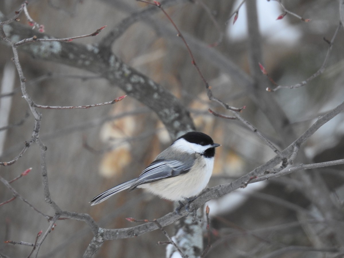 Black-capped Chickadee - ML627966740