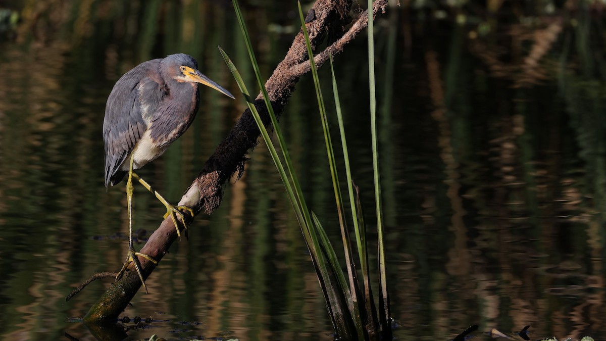 Tricolored Heron - ML627966762