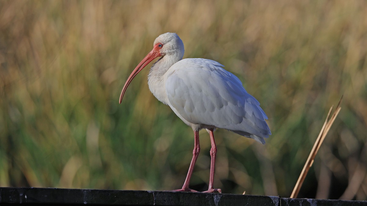 White Ibis - ML627966768