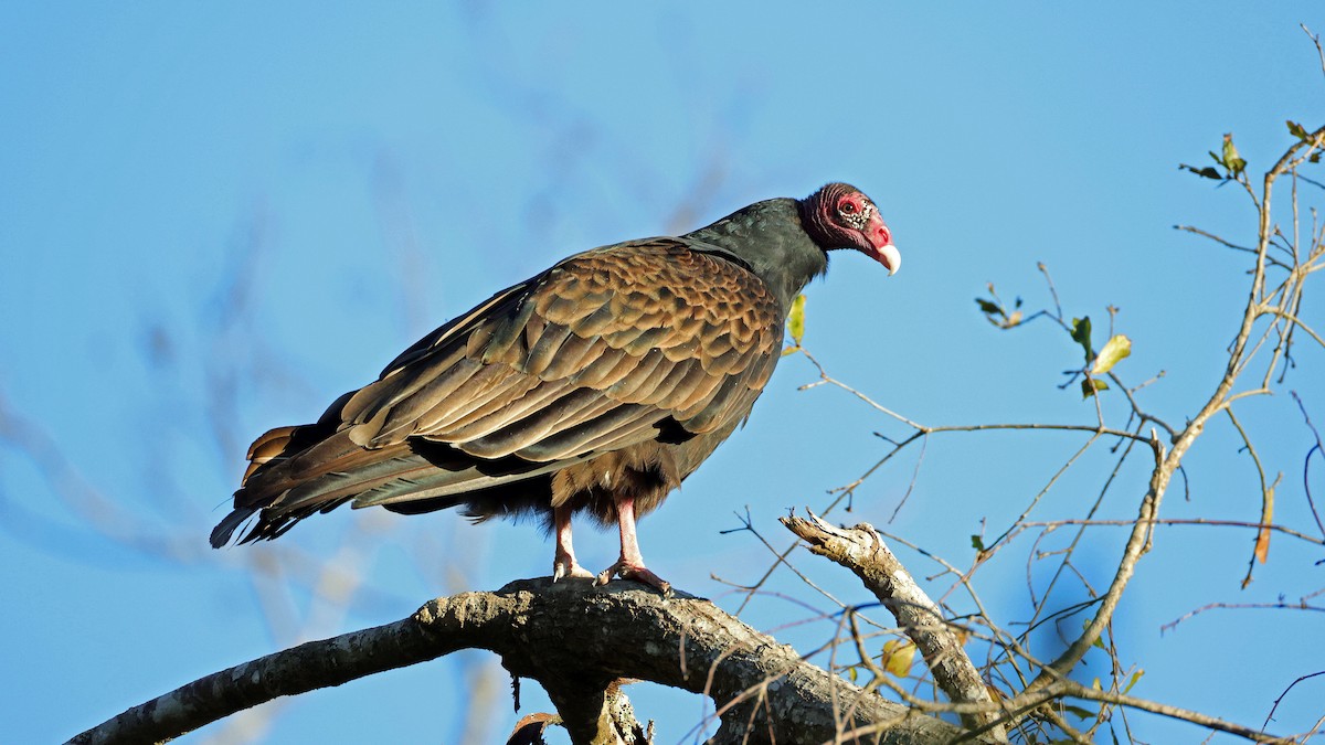 Turkey Vulture - ML627966776