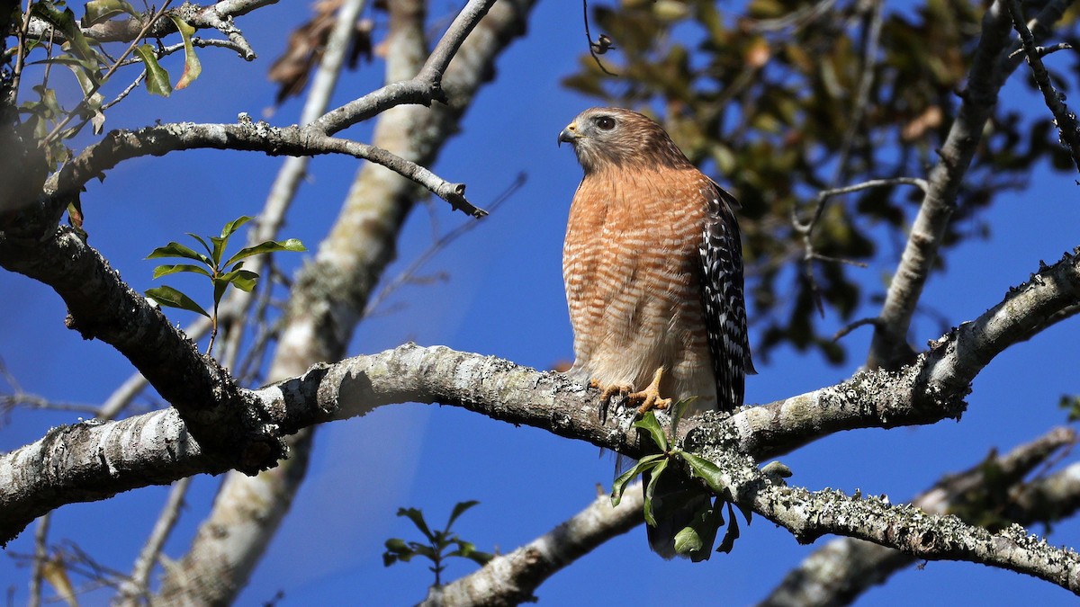Red-shouldered Hawk - ML627966782