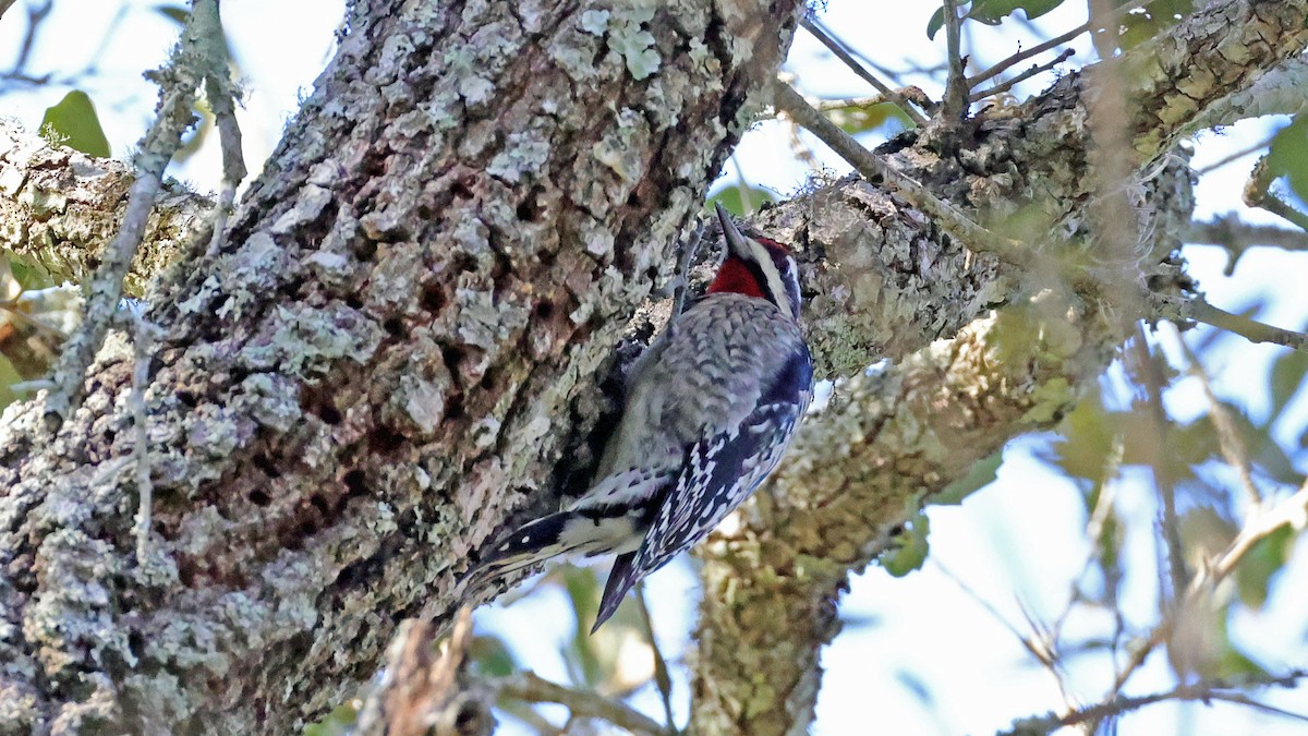Yellow-bellied Sapsucker - ML627966812