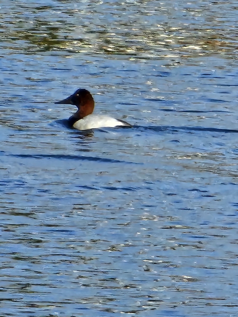 帆背潛鴨 - ML627966817