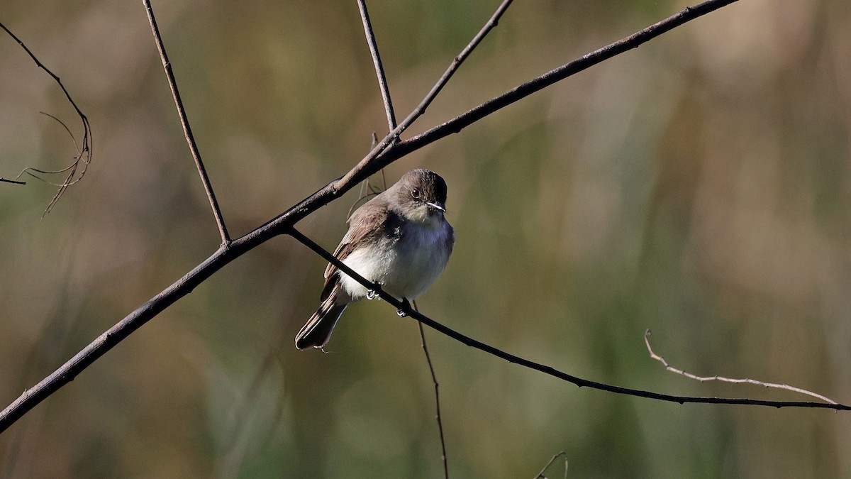 Eastern Phoebe - ML627966820