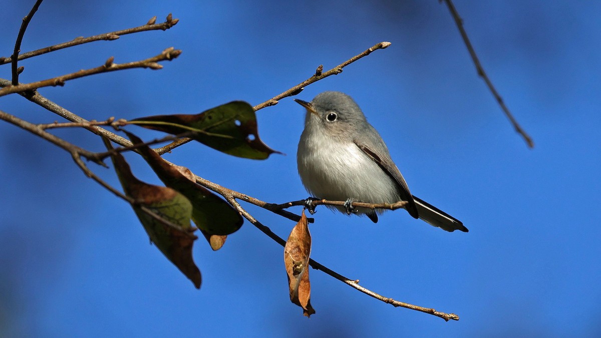 Blue-gray Gnatcatcher - ML627966823