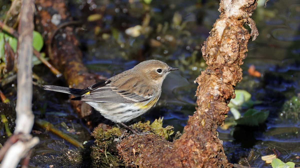 Yellow-rumped Warbler (Myrtle) - ML627966830