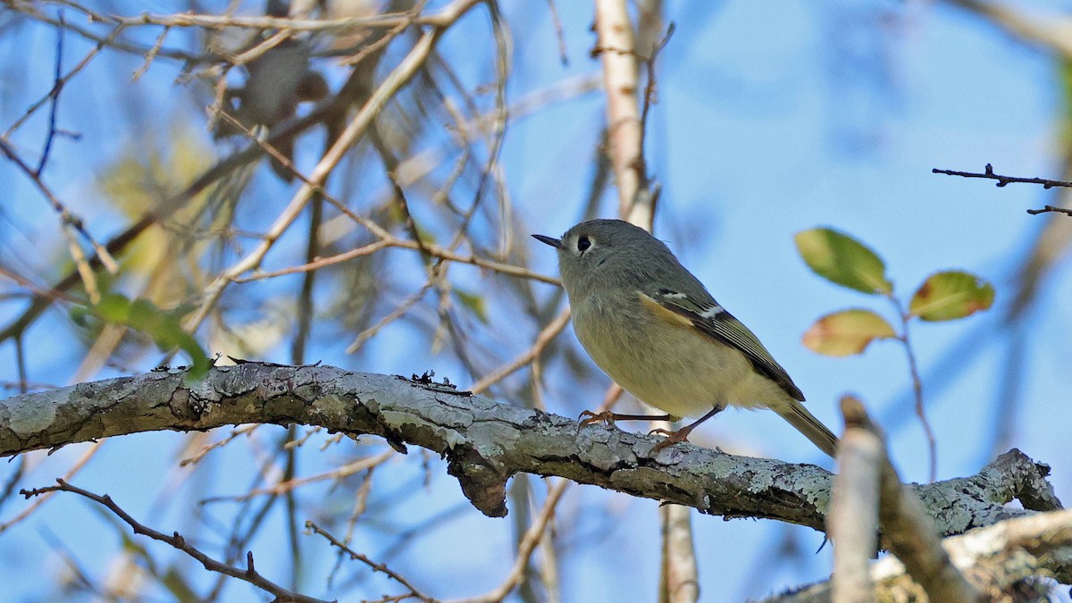 Ruby-crowned Kinglet - ML627966845