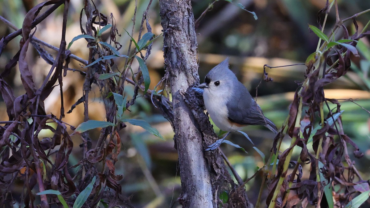 Tufted Titmouse - ML627966856