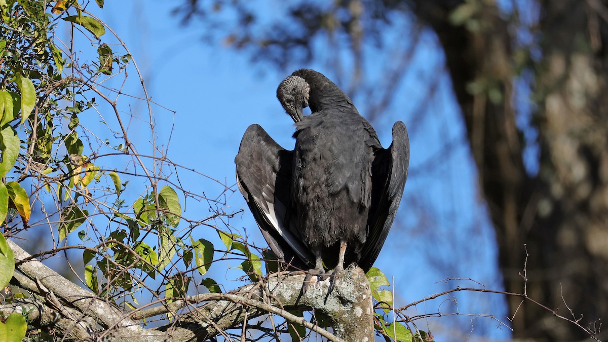 Black Vulture - ML627966867