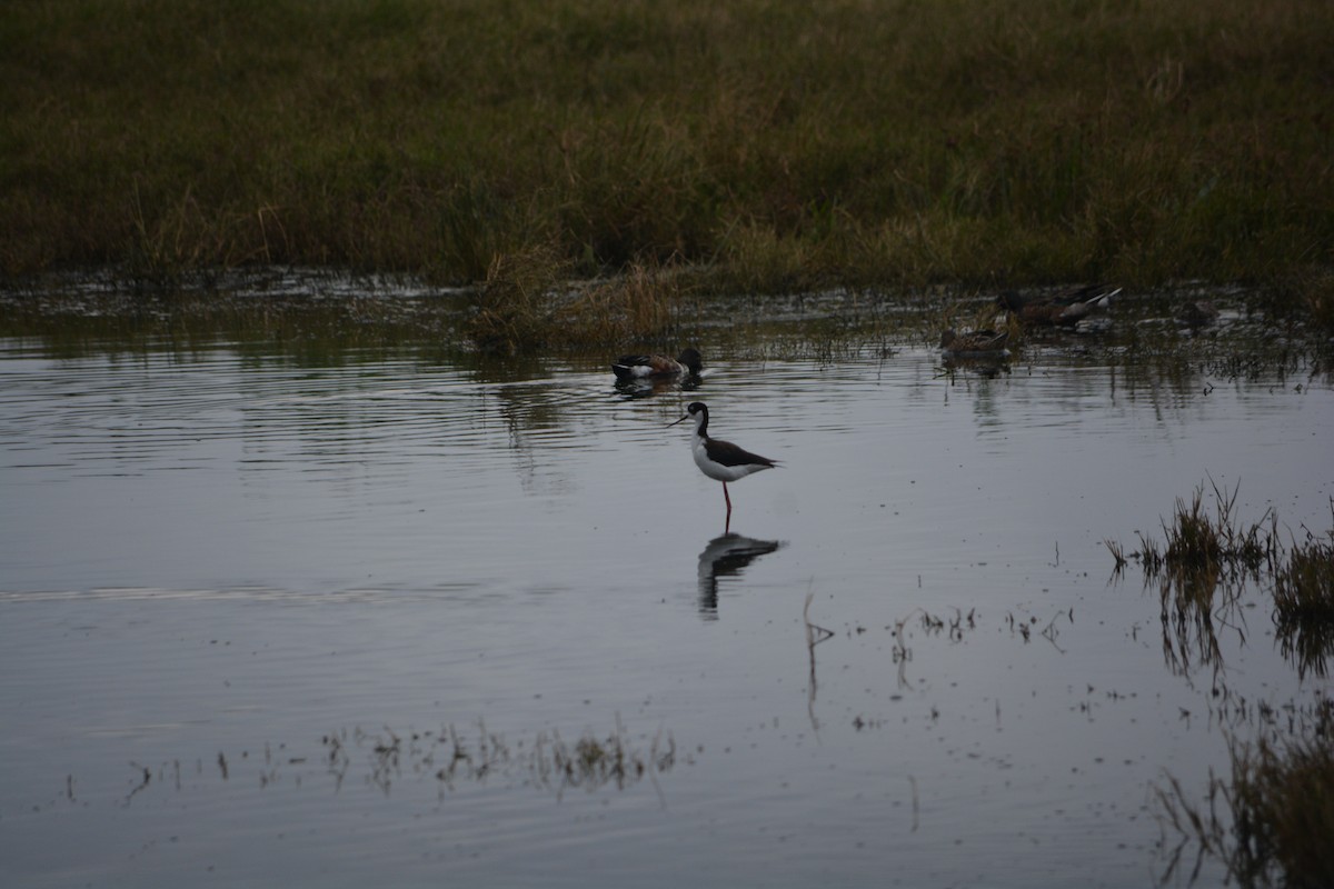 Black-necked Stilt - ML627966892