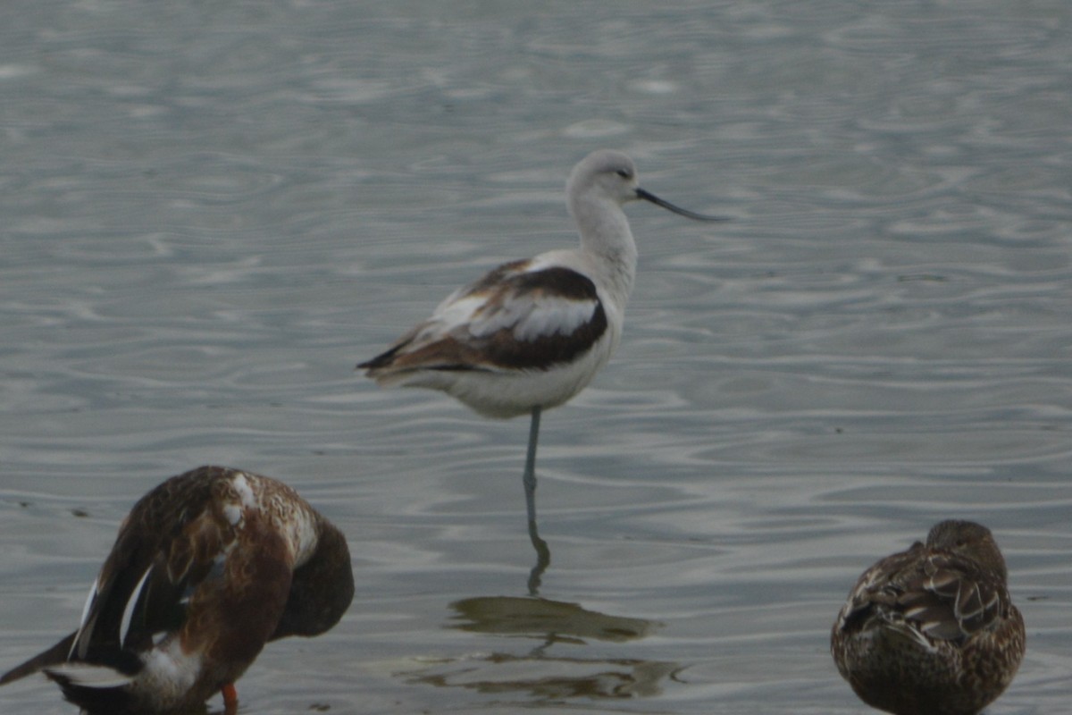 American Avocet - ML627966897