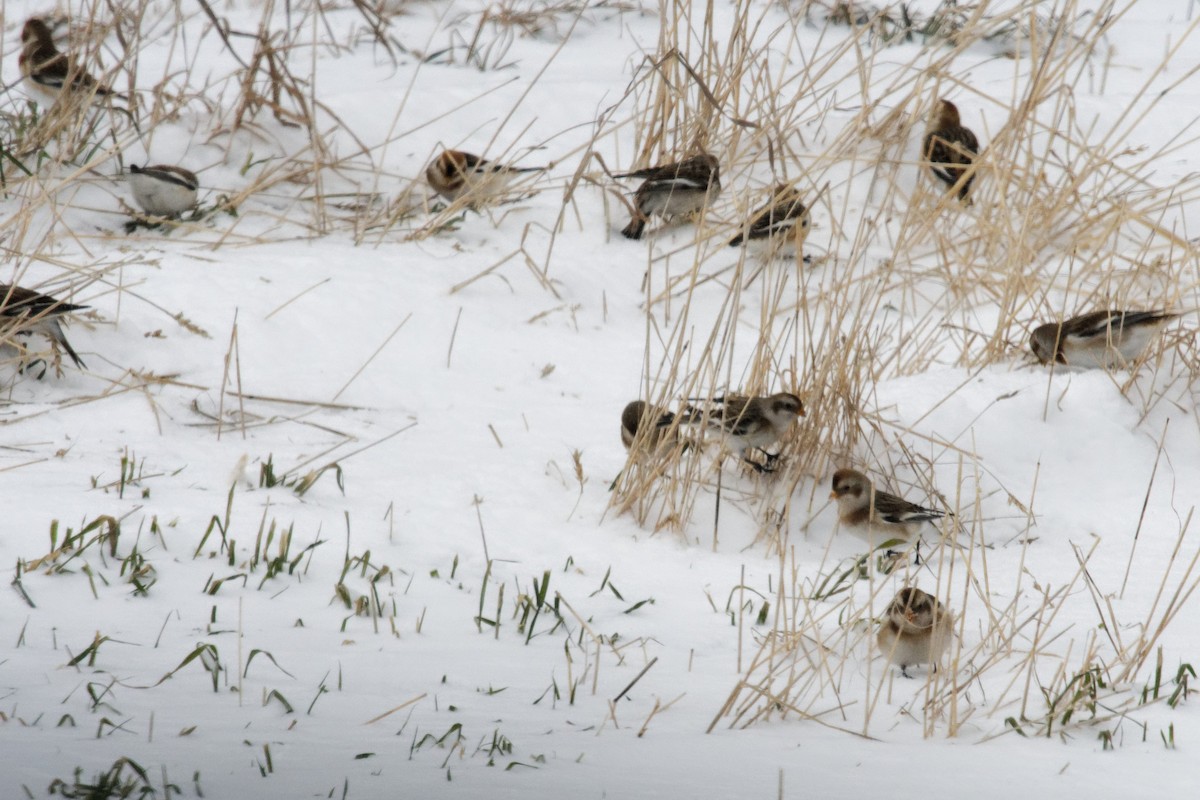 Snow Bunting - ML627966961
