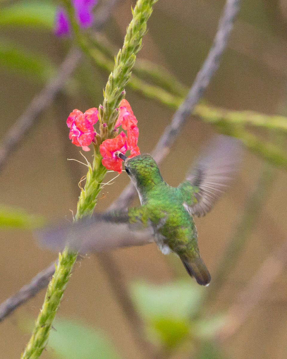 Sakarca Kolibri - ML627966962