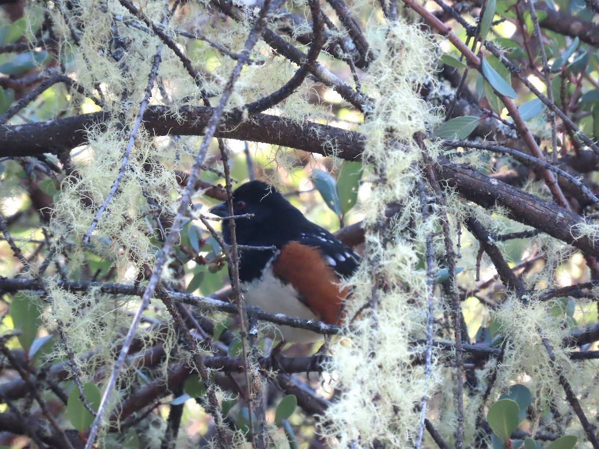 Spotted Towhee - ML627966974