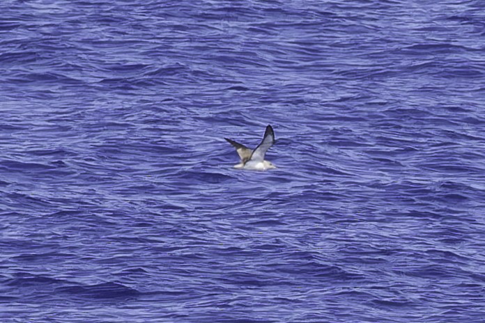 Cory's/Scopoli's Shearwater - ML627967077