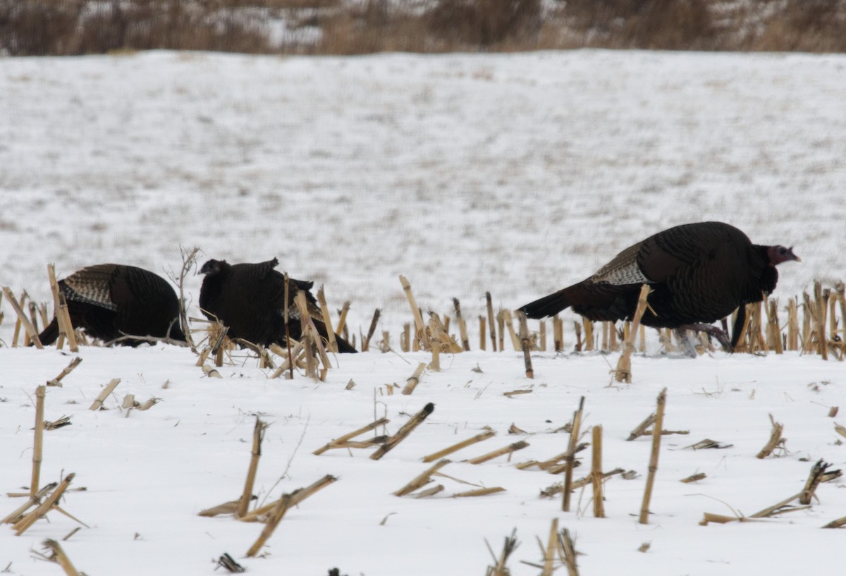 Wild Turkey - ML627967147