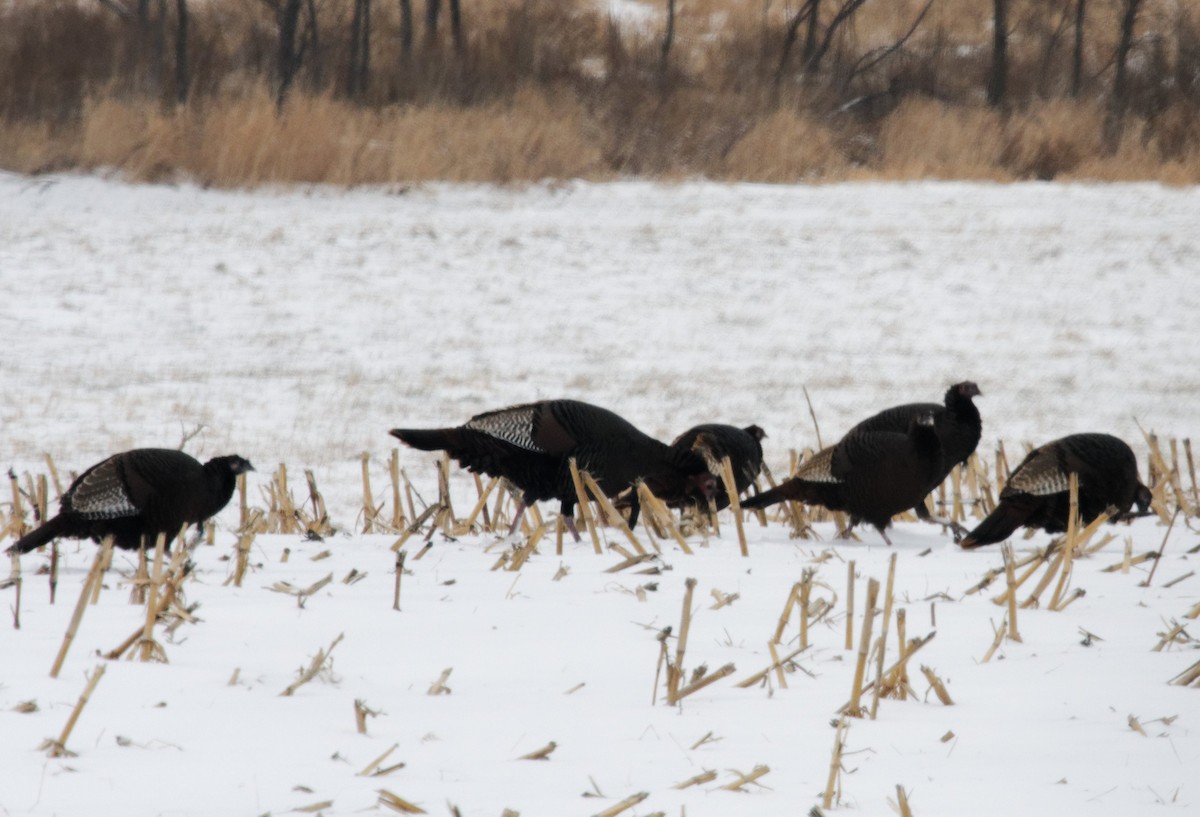 Wild Turkey - ML627967165