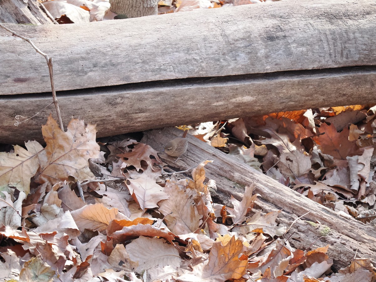 Winter Wren - ML627967178