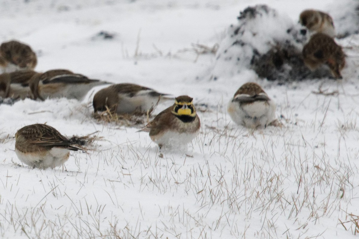 Horned Lark - ML627967179