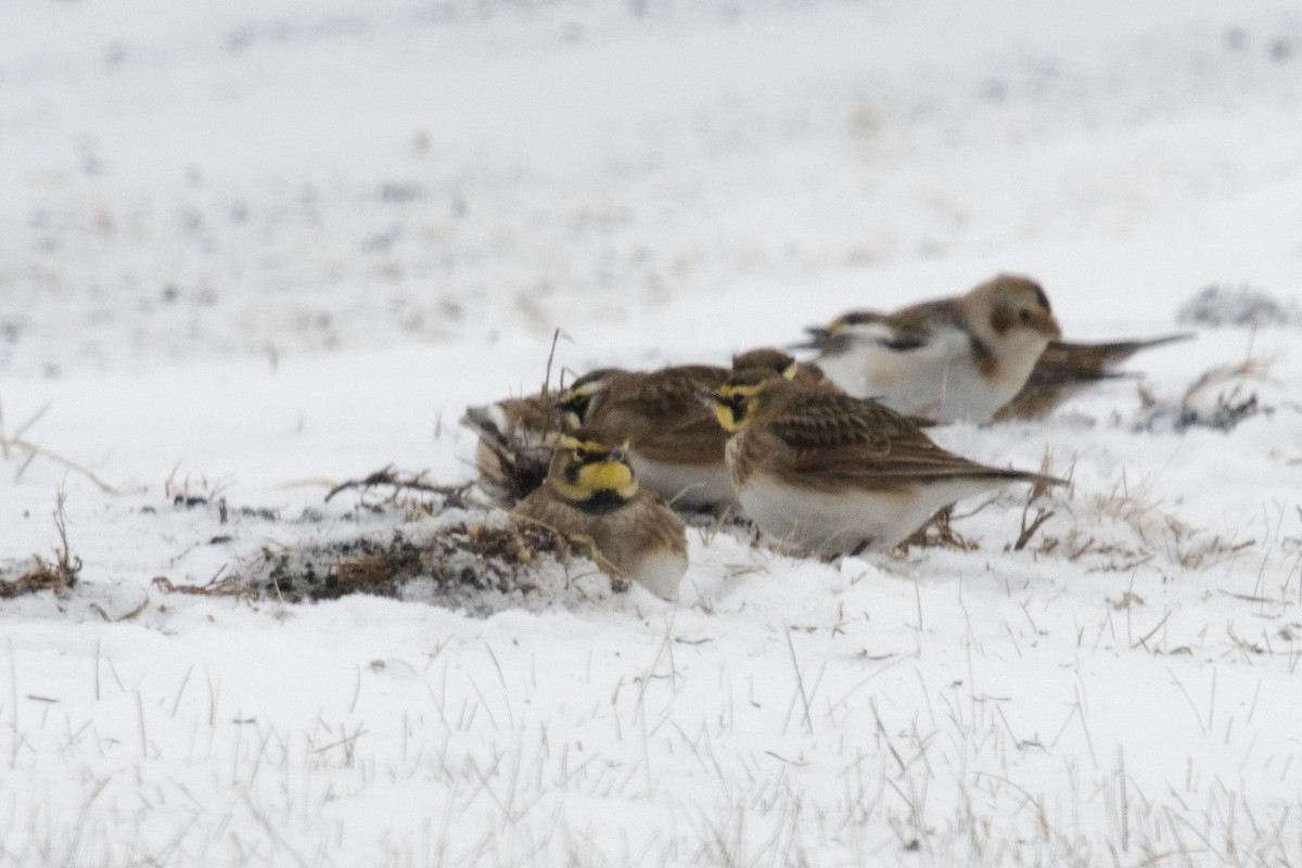 Horned Lark - ML627967200