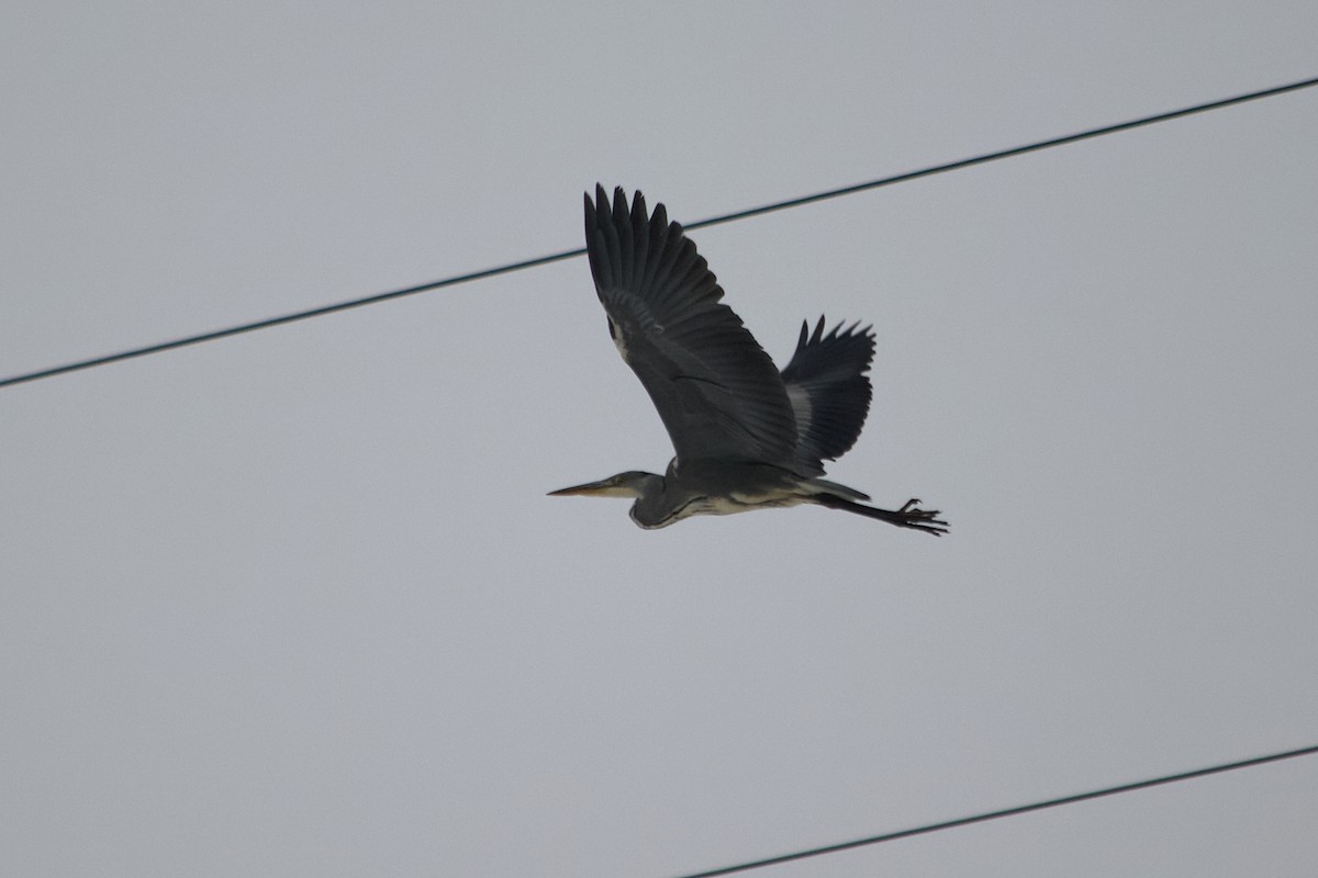 Gray Heron - ML627967211