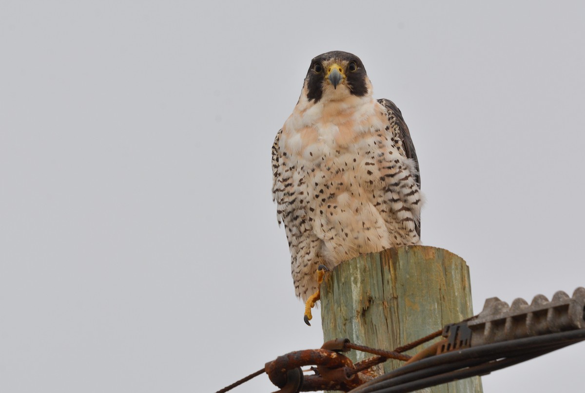 Peregrine Falcon (Tundra) - ML627967222